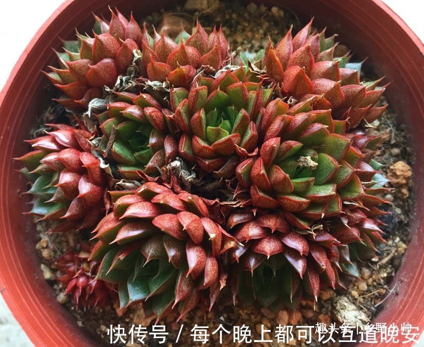 多肉一次浇多少水合适“干透浇透”坑了多少人,看完这些才明白
