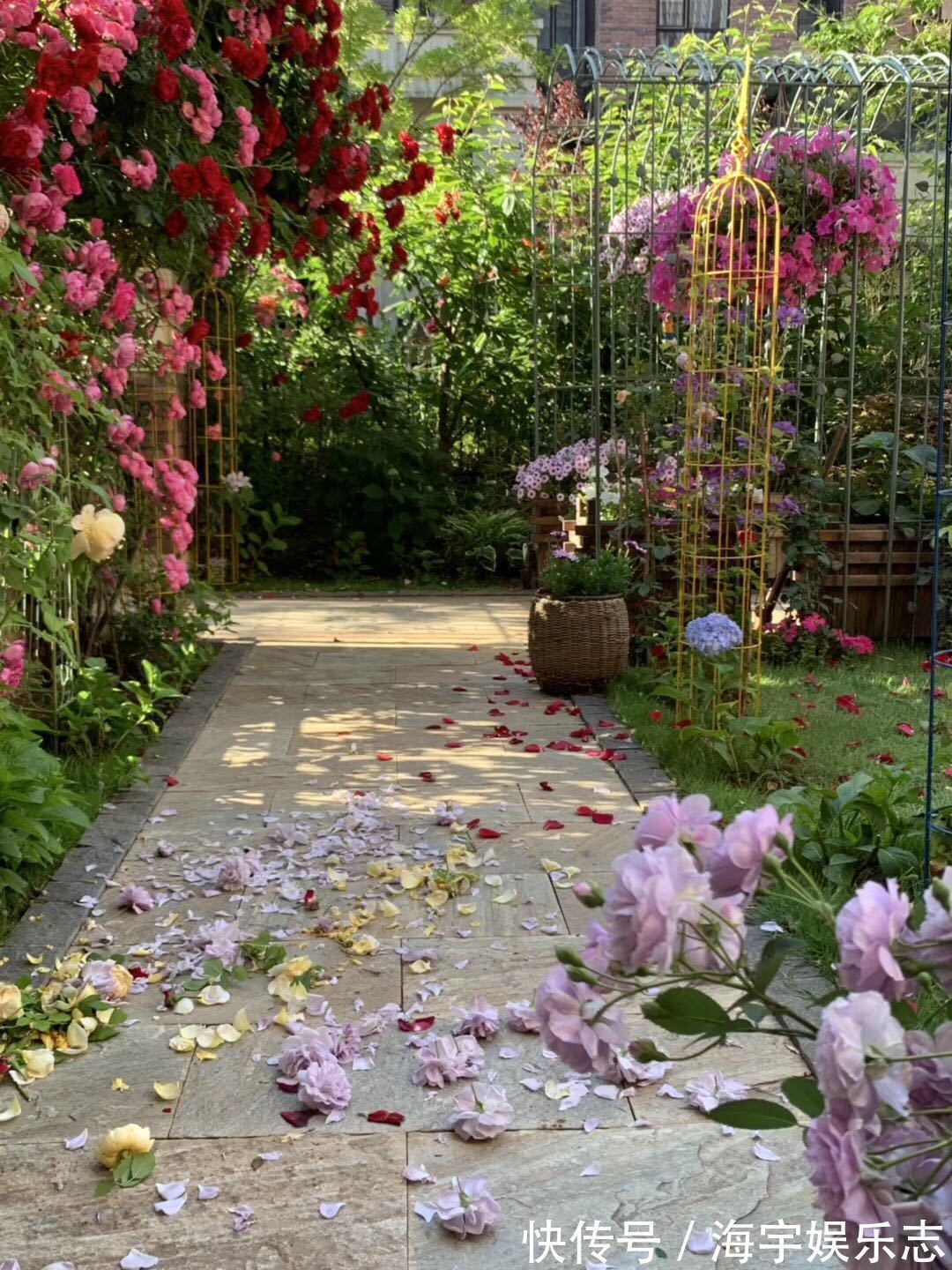 我有一个花园小院，秋季月季开花尚好，草花开爆盆