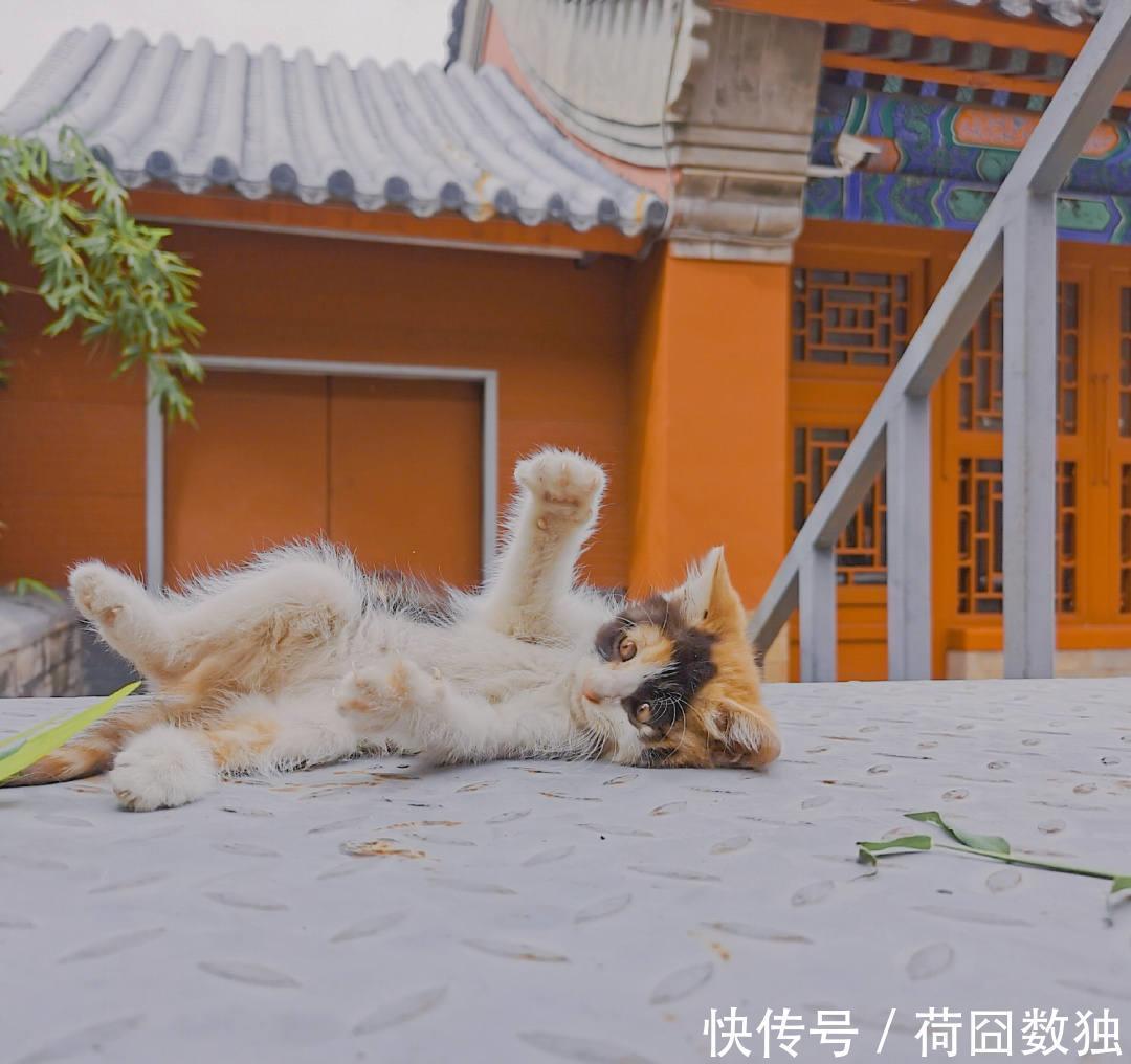 星球|故宫绝美雪景又火了！网友直呼梦回紫禁城，这两款神器更浪漫