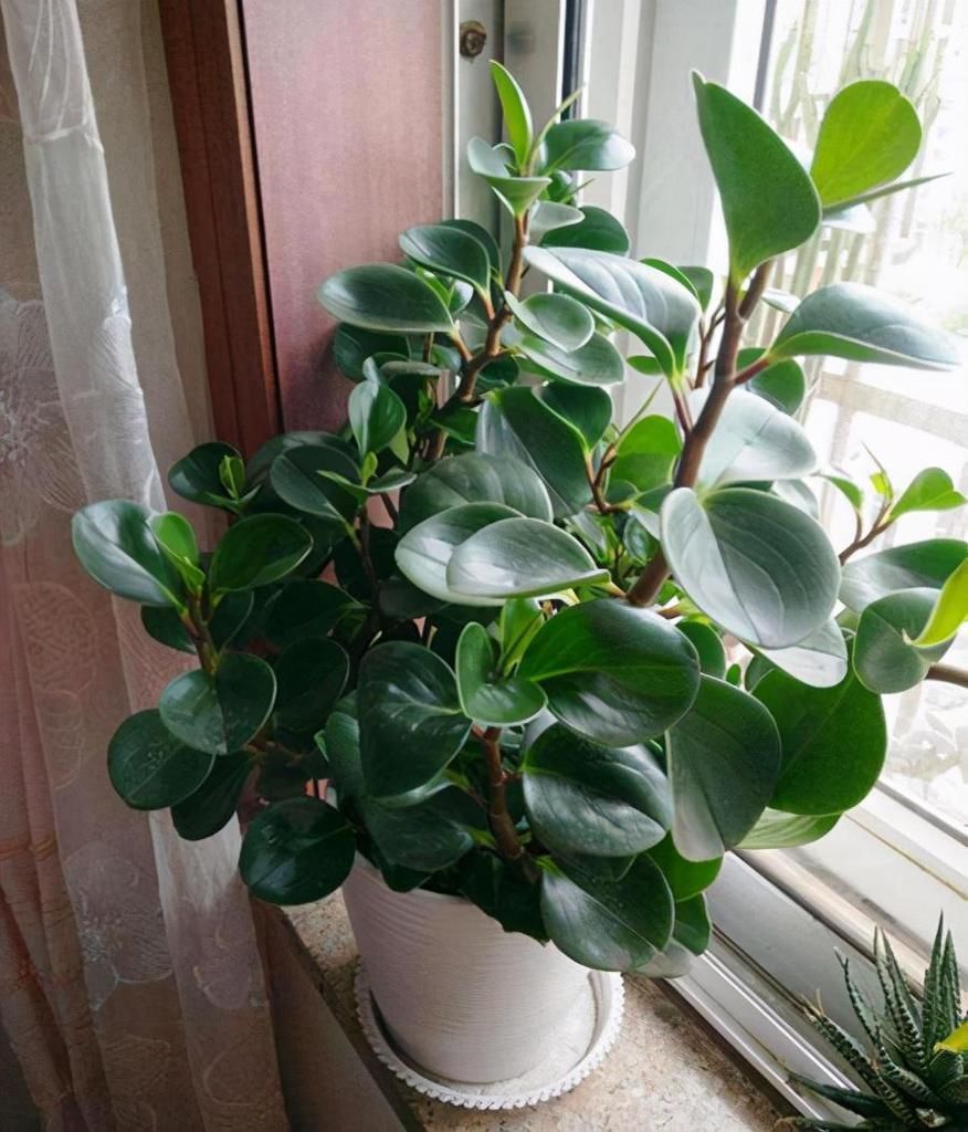 养花|这6种花适合养在书房，提升品位观赏性强，还能净化空气提高效率