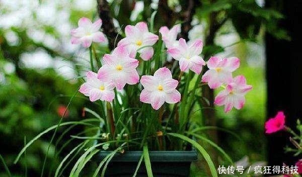 惊喜|这3种花不开花像野草，很多人都以为是野韭菜，开花后令人惊喜