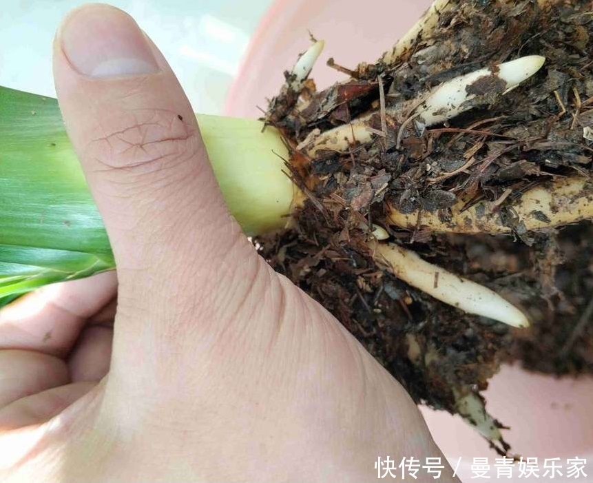 营养物质|君子兰是个“肥罐子”，30天喂上10粒“肥”，新叶蹭蹭冒！