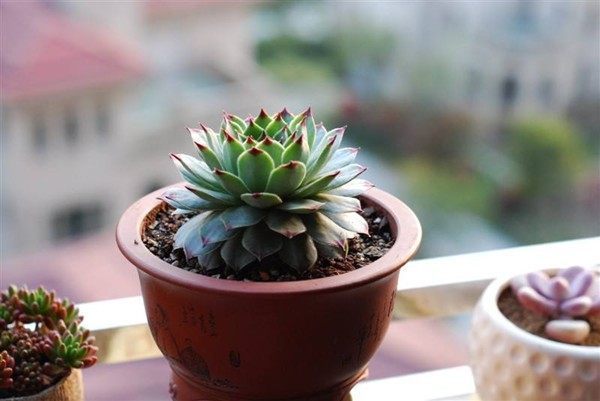 8种适合新手栽培的多肉植物，扔进花盆就能活，价格不贵又漂亮