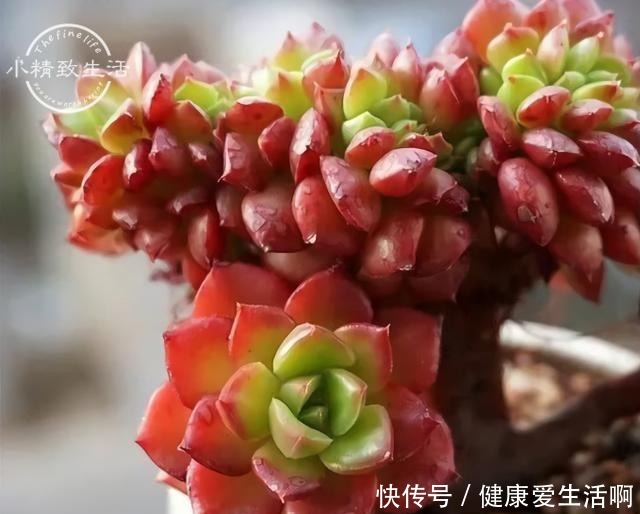 阳台党做到5点，即使在冬天，多肉依旧肥美，不输于春秋2季！