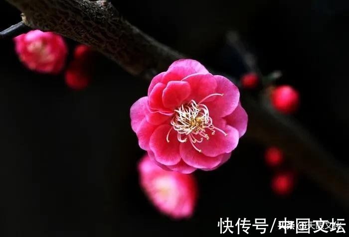 组诗@《傲雪梅花》组诗 马克新