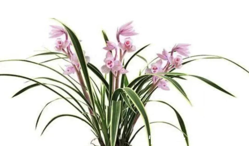 兰花的叶片为什么发黄又干尖,掌握6个方法帮你解决