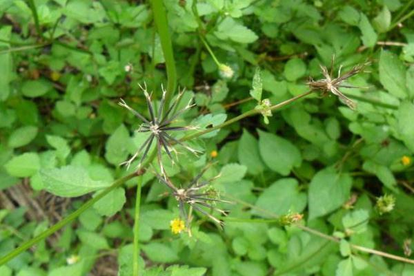 中华本草|婆婆针喜欢黏人衣物,农村人当它是杂草,你知道有什么功效吗
