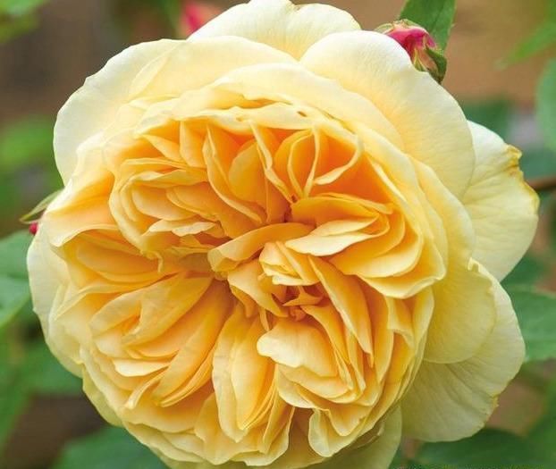 花海|此花颜色异常艳丽,花期长,花味清雅,容易养成花海