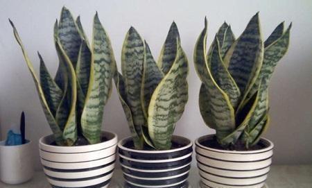 无根“虎皮兰”,上盆简单,2样东西一掺,毛根嗖嗖长,叶子高大