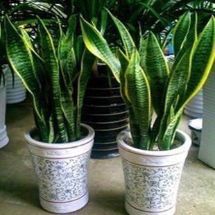 虎皮兰|张大爷养虎皮兰,浇水施肥只用“它”,半年养出60多盆,太漂亮了