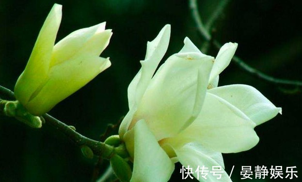 只会养绿萝不如养一种“香水之花”,洁白高雅,飘香160天