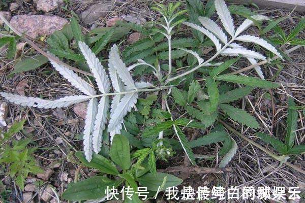 农村|农村山上一种野草,是“糖尿病”人的福星,剥开就能直接吃