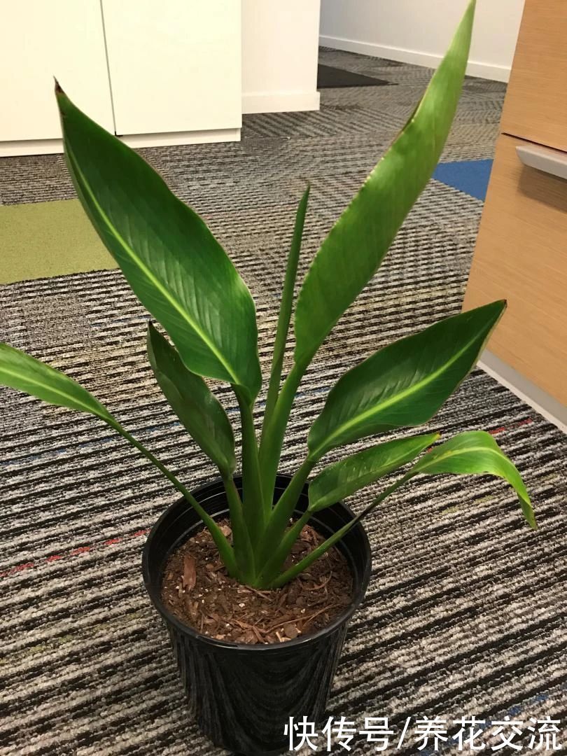 花朵和鹤望兰极其相似的旅人蕉,常被做成仿真花,极具热带风情