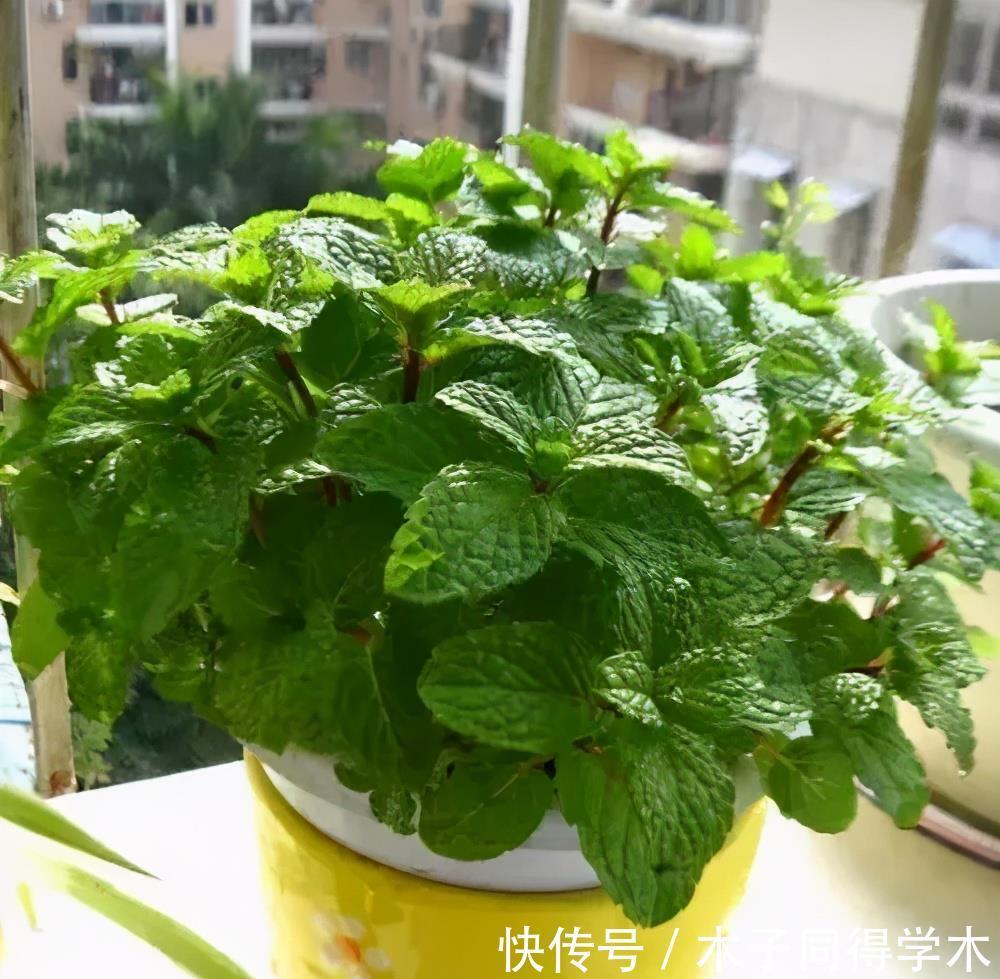 金枝玉叶|4种漂亮花,7月别忘了修剪,还能再开一茬花,剪得越狠花朵越多