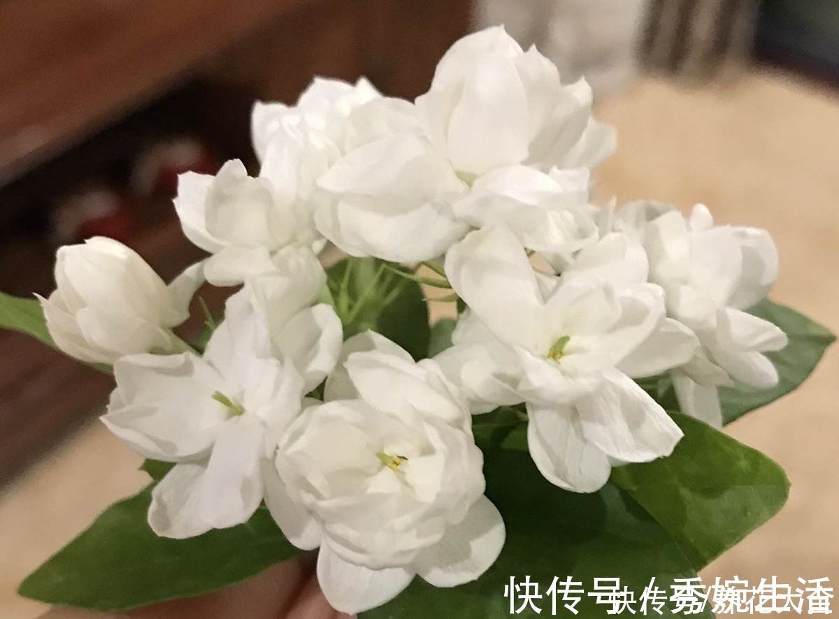 茉莉花|茉莉黄叶落叶怎么办?教你轻松养茉莉,重新繁茂