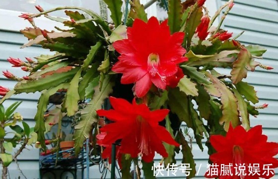 新手养花就养盆“彩纸口红”,花开似唇彩,娇艳欲滴,适合盆栽养