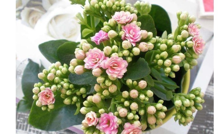 养花当然希望一直开花,以下这些花是可以全年开花的呢。