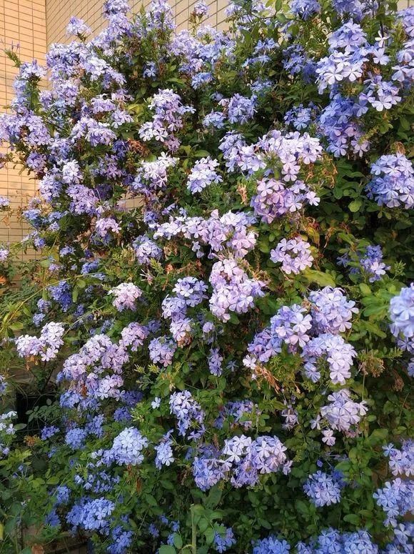 6种花不怕晒，越晒花越多，一开200天不停歇！