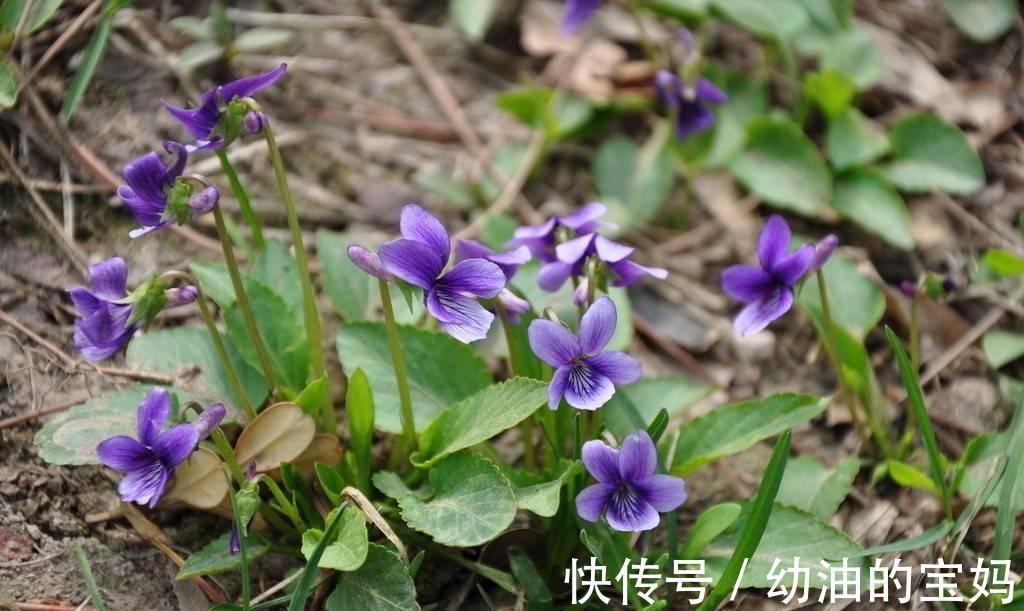 野葱|农村老家常见的15种“不知名”野菜,用对都是宝!你都吃过吗?