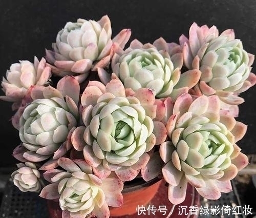 叶片|名字唯美的8种多肉植物,颜值高长满盆,人人见了都想养!