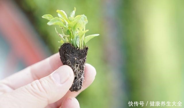 “8种花”进入6月活性高,枝条插盆就生根,不怕黑腐,长得旺!