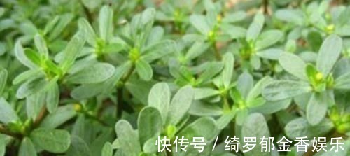 瓜子菜|农村这种野菜是降血糖明星，每天吃一点，稳定血糖，身体一级棒!
