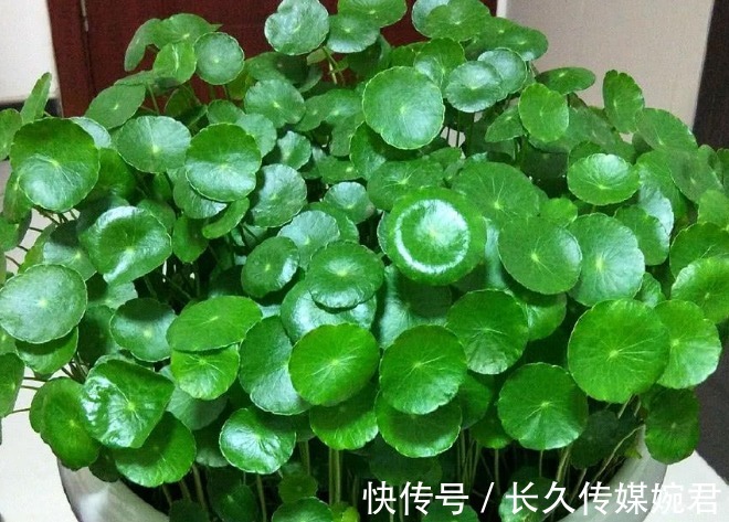 碗莲|这几种花草有水就能疯长，新手也不用愁，简直又好看又好养