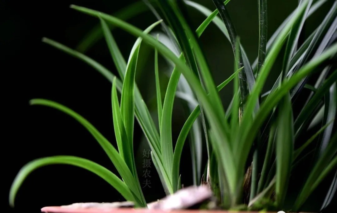 技巧|夏天养兰花,传染病是如何传播的?掌握几个技巧,避免兰花患病害