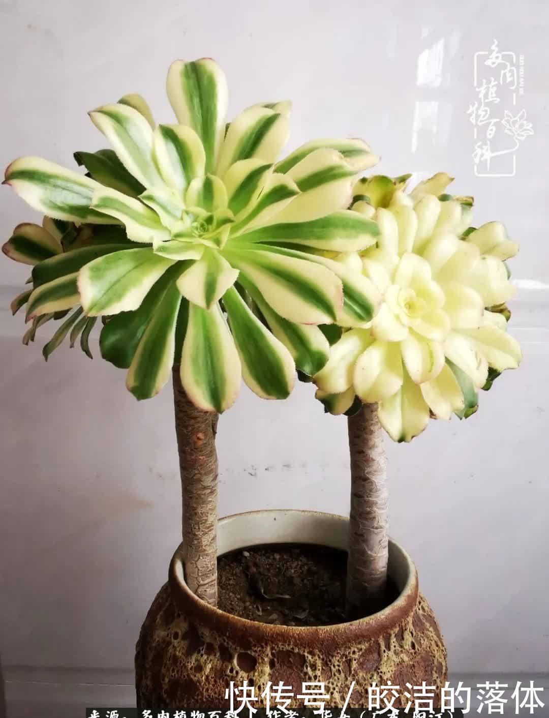 广东的冬天是多肉的春天,时间是最好的魔法师!