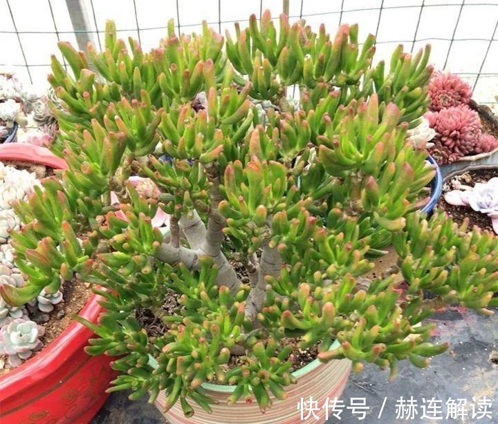 艾伦|姐姐养了9年的多肉,没有买肥就用它,个个长成精!