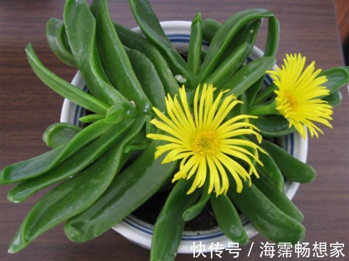 她家养了一盆绿舌头一开就是一年真好养