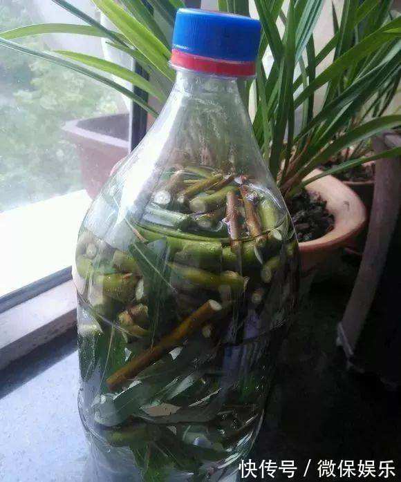 君子兰不砍头也能爆仔,浇点营养水,叶子油绿有精神!