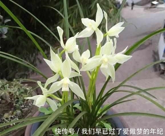 这个字|养兰花时,牢记这个字,能开花不断