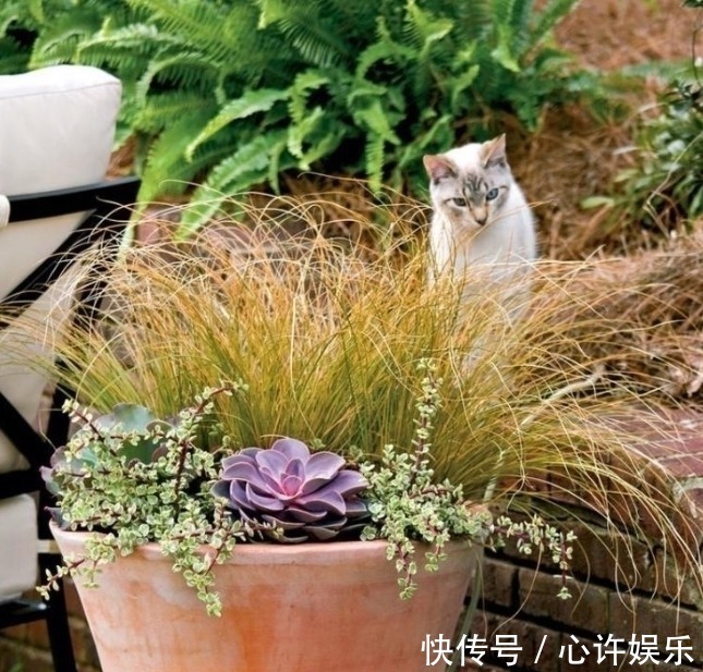 任何容器都能用来做花盆,请收好这30种美丽的花盆搭配设计