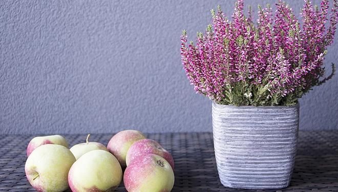 苹果|常吃苹果有益健康,但你知道什么时候吃才是最好吗?早知早受益