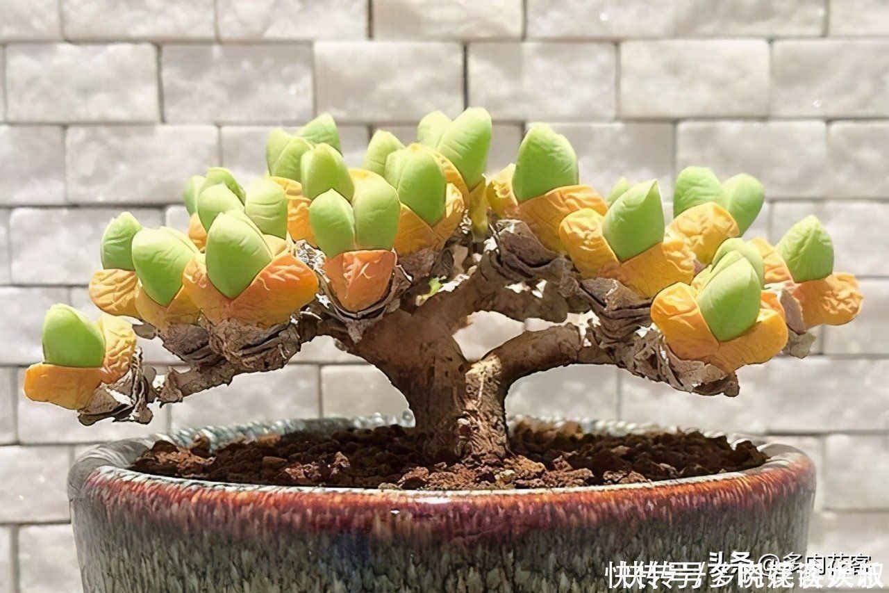 姬秋丽|想把多肉养成老桩,那也要选对多肉,这几种才合适你