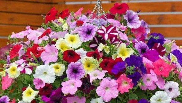 4种花是花中劳模，家里充满色彩感，阳台变成小花园