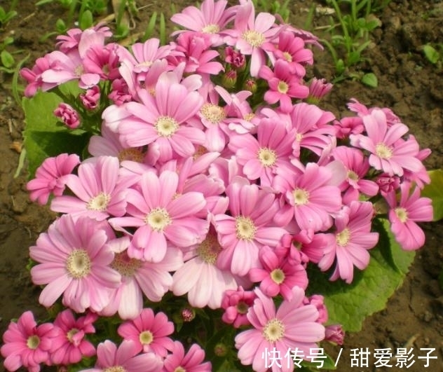 “名字很土,花朵好看”的3种花,皮实好养不怕冷,适合新手花友