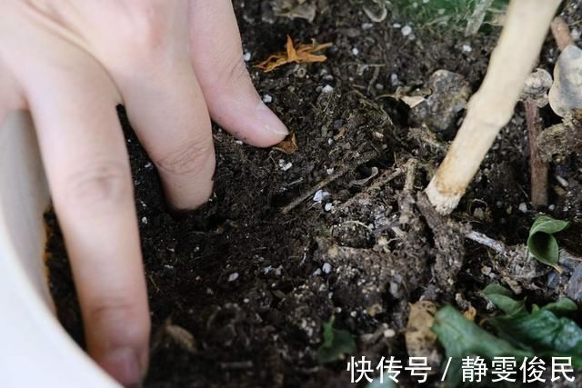 板结|土里加点酸酸水,盆土软得像发糕,养花透气不烂根