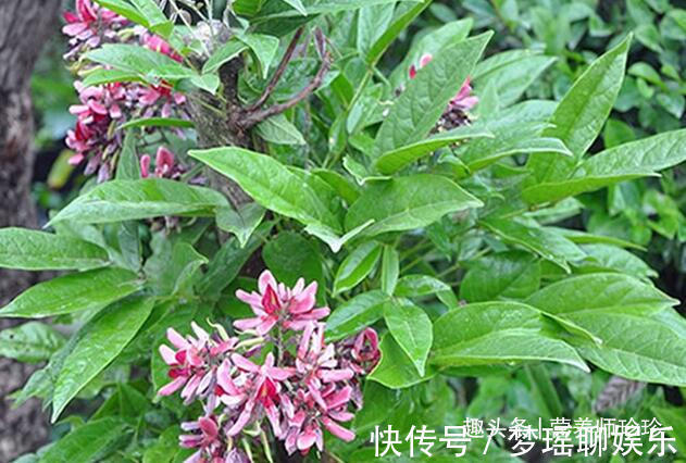 雞血藤|農村野草皆是寶，除了艾草和益母草，這些野菜對女性也有幫助哦