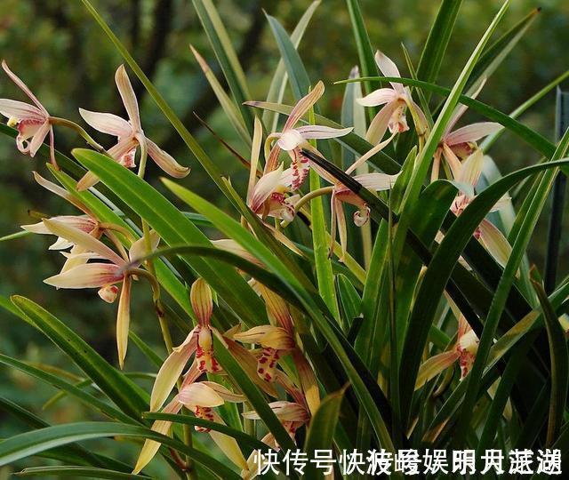 兰花|兰花被我养得面黄肌瘦黄叶掉叶怎么办3点措施还可以拯救一下