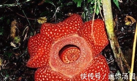 颜色|印尼称世界最大花朵又刷新纪录，此花花朵巨大颜色亮丽却奇臭无比