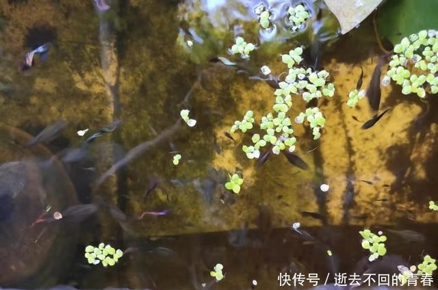 幸福|上千条孔雀鱼在封闭的浮萍下生活着,拨开浮萍全是鱼,它们好幸福