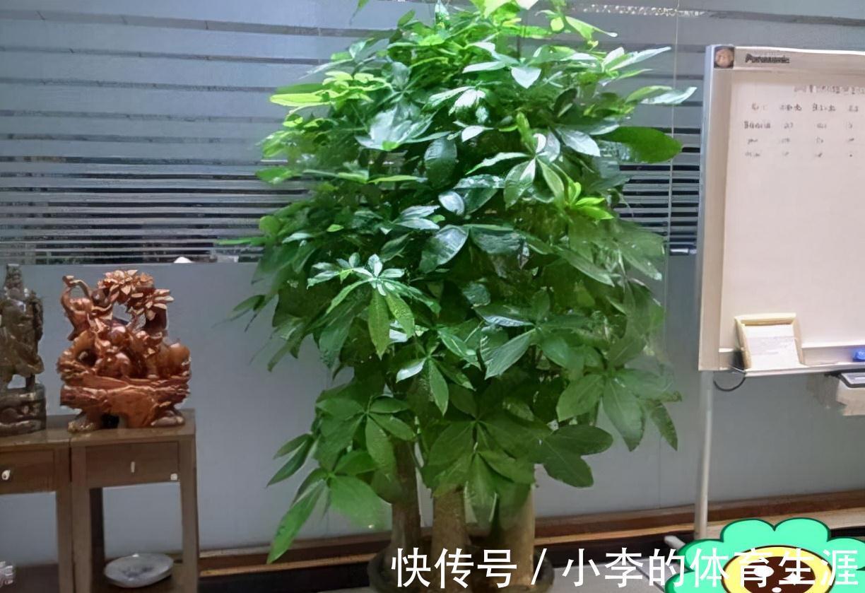 龙骨|9种花好养又吉祥,却是“穷苦命”,小盆少水多晒晒,反而长得旺