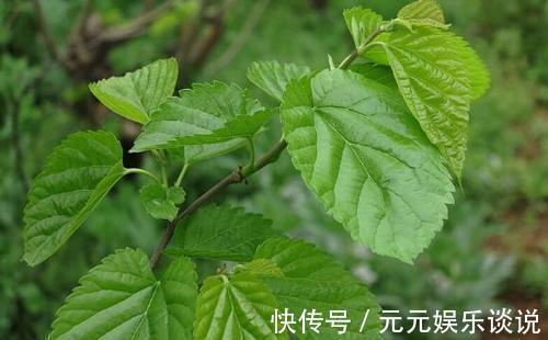 半个月|白发不要染,农村常见的叶子洗头,坚持半个月,头发乌黑亮丽