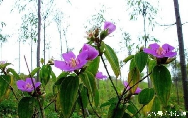  回家|经常上山砍柴的都认识这种草药，挖回家炖肉，对流鼻血很有帮助