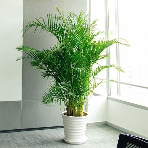 人养花,花也养人,这5种花,越养家里越干净,聪明人都喜欢