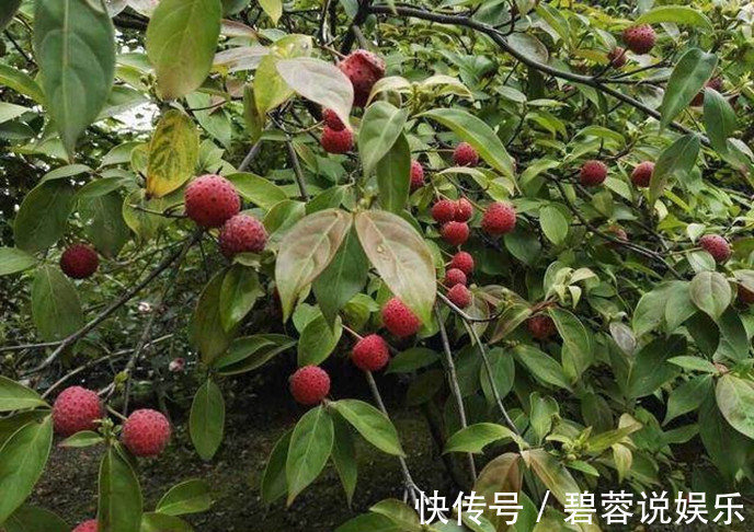 90后|黄山的这种水果见过吗药食两用，90后的孩子都不认识