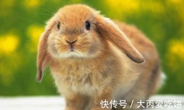 农历|农历几月出生的属兔人，2021年好事盈门，吃穿不尽，日子多姿多彩