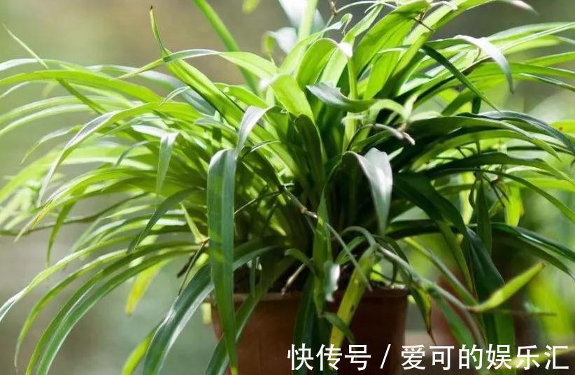 浇水|等了2年的新房终于装了,担心甲醛气味大,养这几盆花准没错